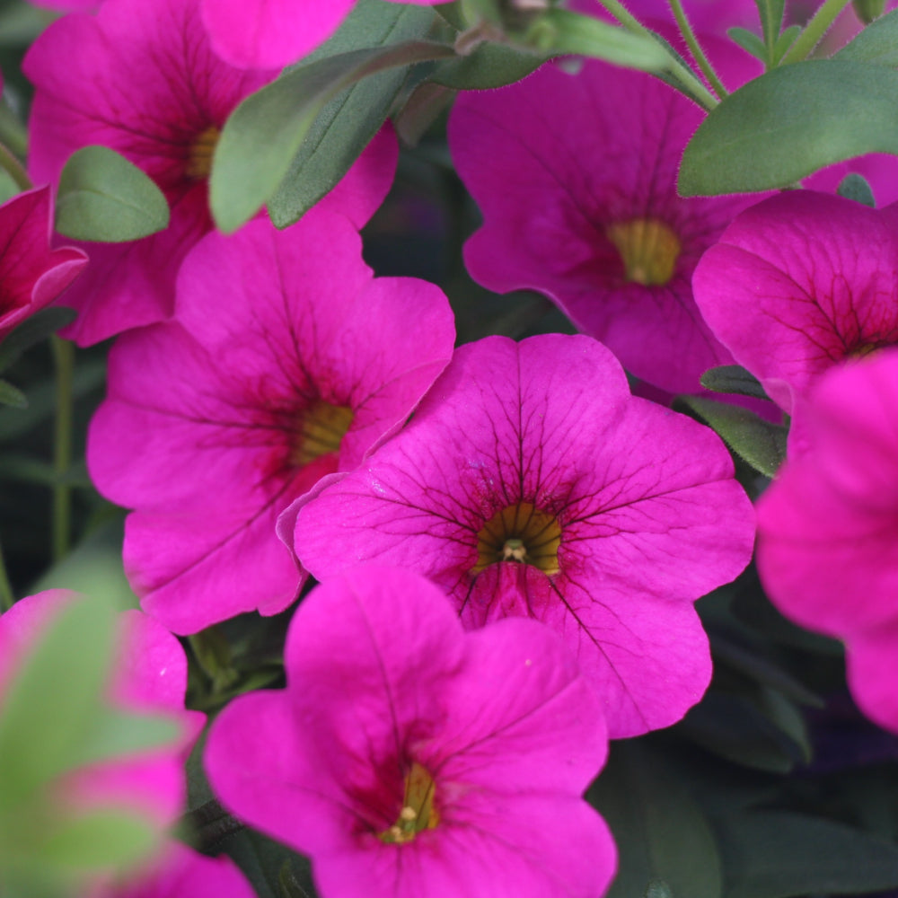 Calibrachoa/Million Bell Cabaret Neon Rose