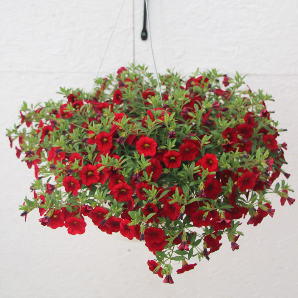 Calibrachoa/Million Bell Cabaret Red