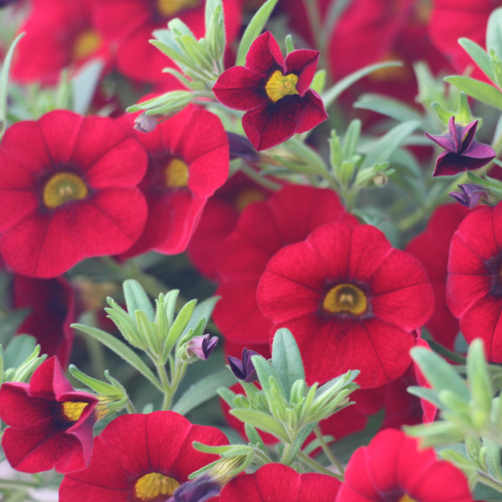 Calibrachoa/Million Bell Cabaret Red