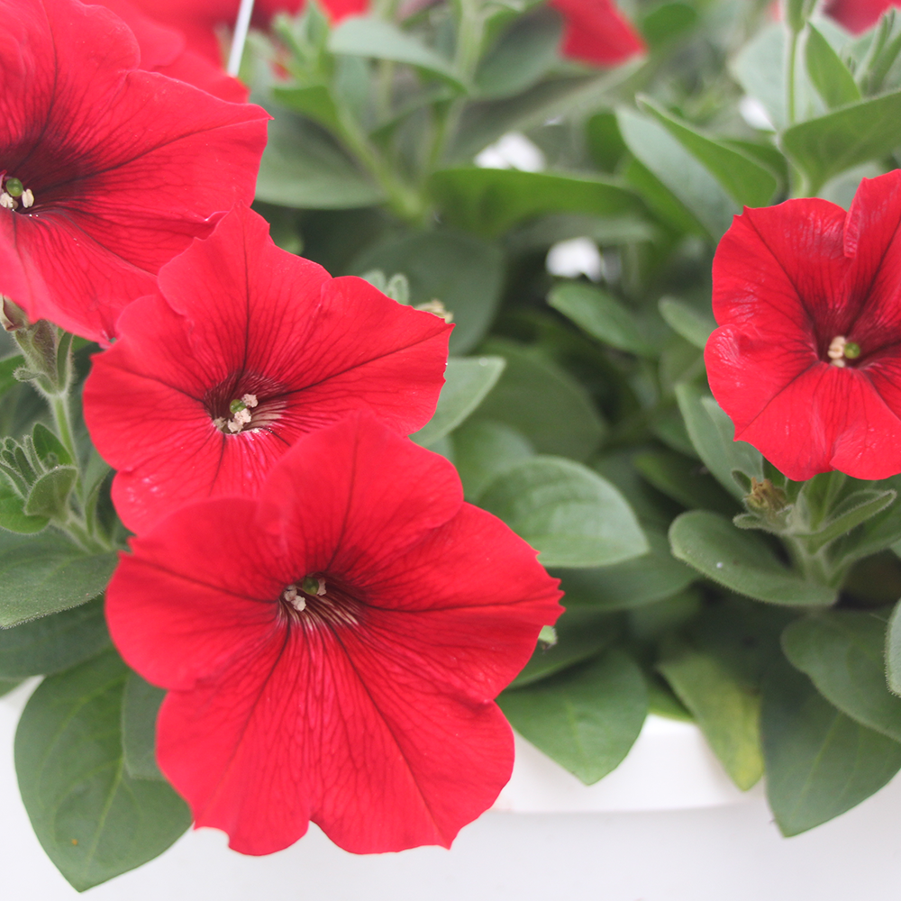 Wave Petunia Easy Wave Red